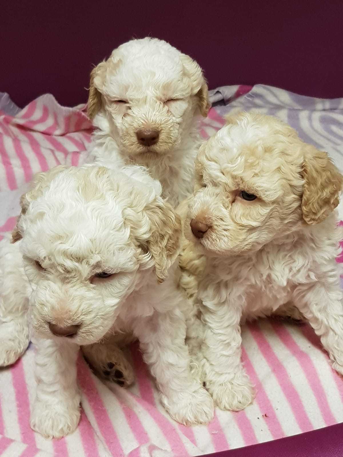 LAGOTTO ROMAGNOLO - E- Wurf