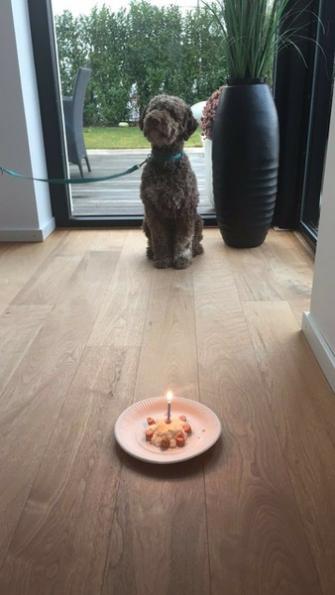 Athos zum 1.Geburtstag