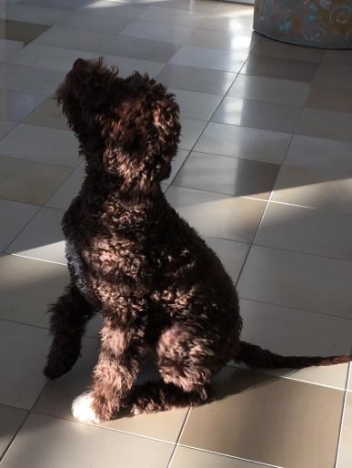 Divo