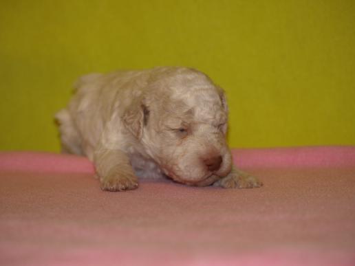 Dorina