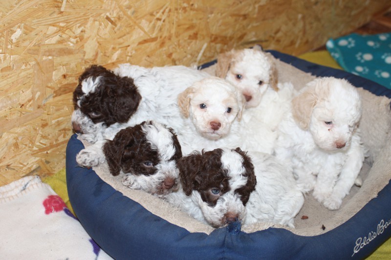 LAGOTTO ROMAGNOLO Lagotto Romagnolo Welpen